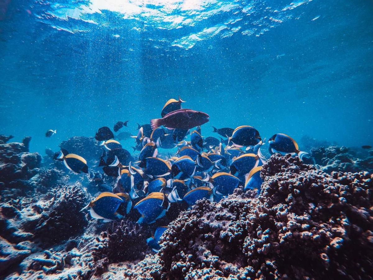 Manta Dhangethi Zewnętrze zdjęcie
