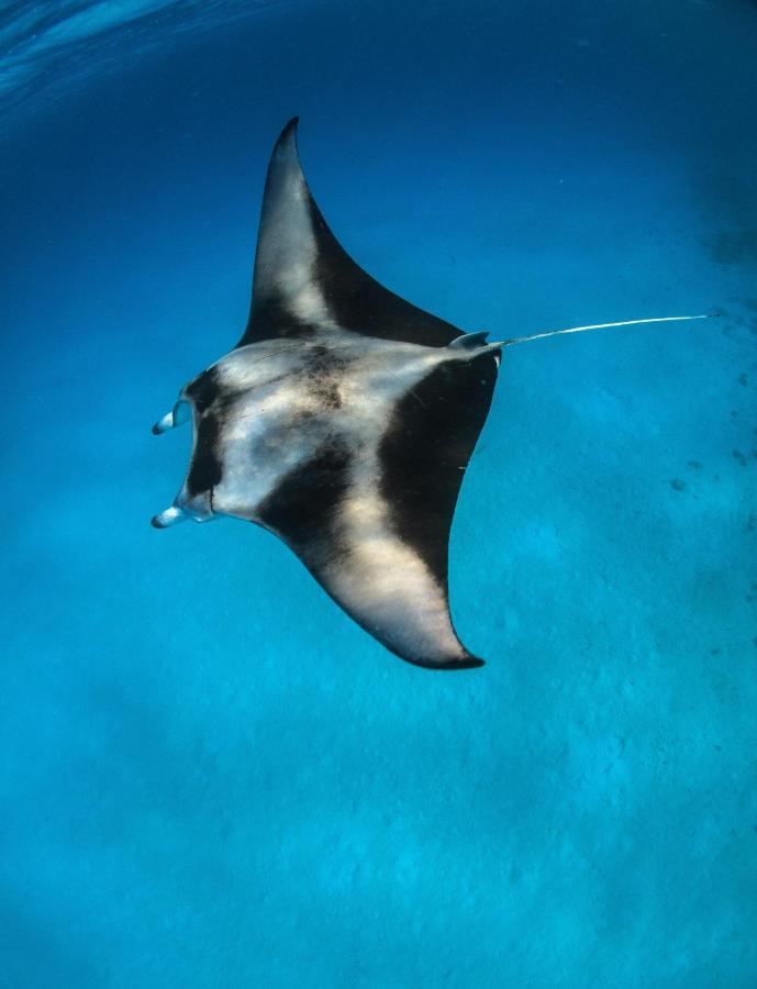 Manta Dhangethi Zewnętrze zdjęcie